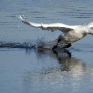 Mute Swan