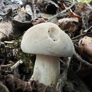 St George`s Mushroom