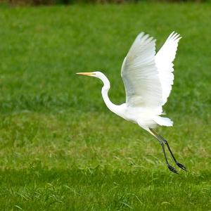 Great Egret