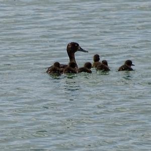 Tufted Duck