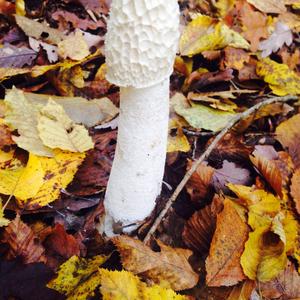 Stinkhorn, Common