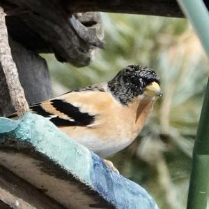 Brambling