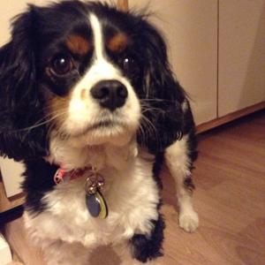 Cavalier King Charles Spaniel