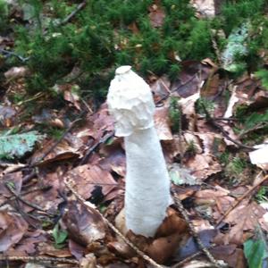 Dog Stinkhorn