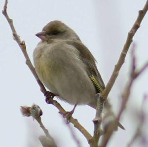 European Greenfinch