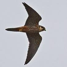 Eurasian Hobby