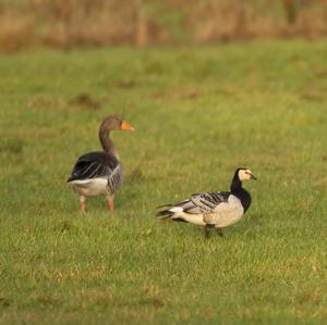 Barnacle Goose