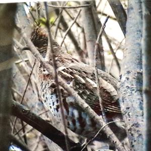 Ruffed Grouse