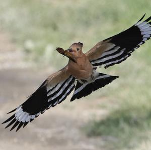 Eurasian Hoopoe