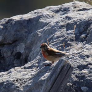 Eurasian Linnet