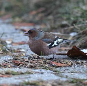 Eurasian Chaffinch