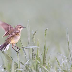 Yellow Wagtail