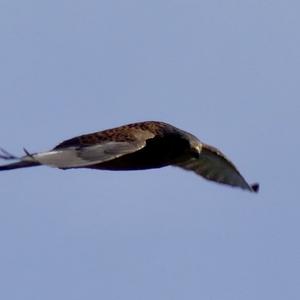 Common Kestrel