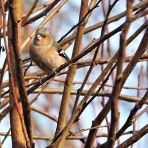 Eurasian Chaffinch