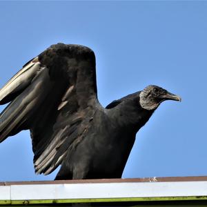 Black Vulture