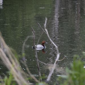 Common Pochard