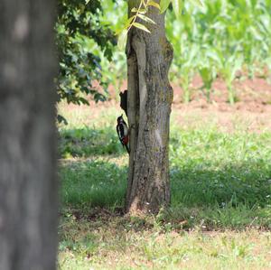 Great Spotted Woodpecker