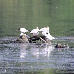 Mediterranean Gull