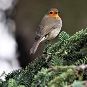 European Robin