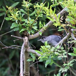 Grey Catbird