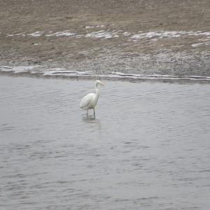 Great Egret