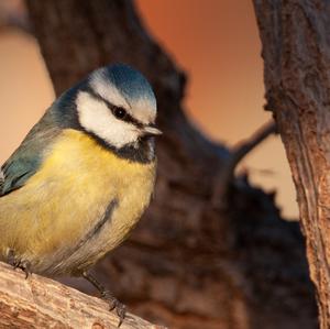 Blue Tit