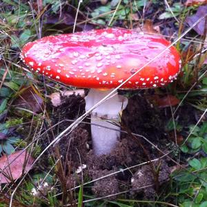 Fly Agaric