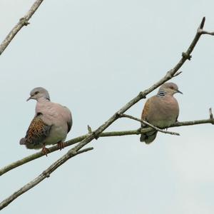 European Turtle-dove