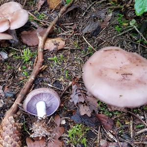 Wood Blewit