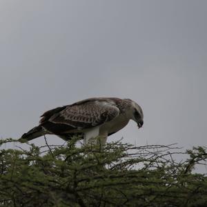 Martial Eagle