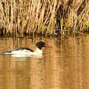 Common Merganser