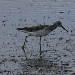 Bar-tailed Godwit