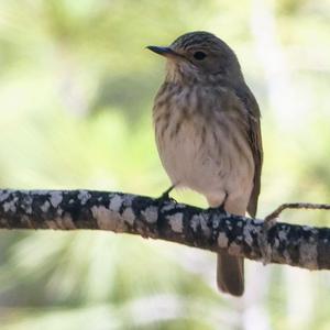 Spotted Flycatcher