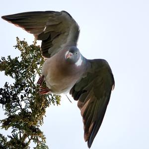 Common Wood-pigeon