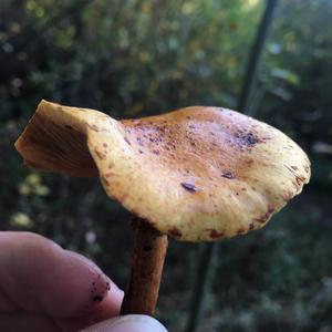 Golden Pholiota