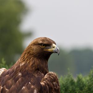 Golden Eagle