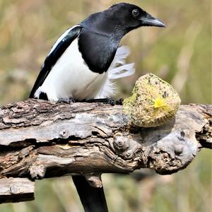 Black-billed Magpie