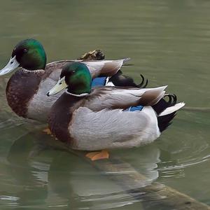 Mallard