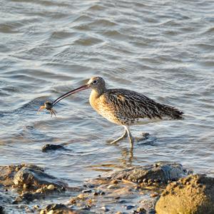 Eurasian Curlew