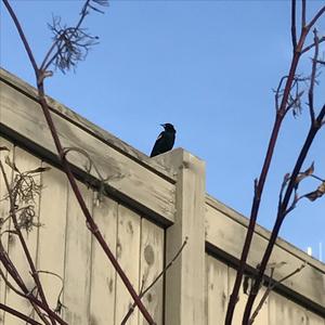 Tricoloured Blackbird