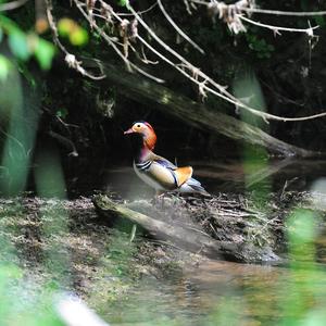 Mandarin Duck