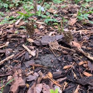 Black Morel