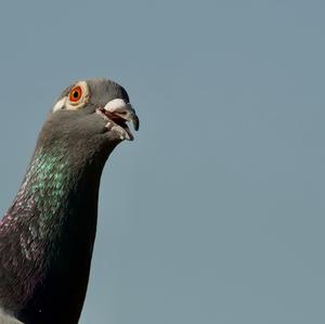 Rock Pigeon