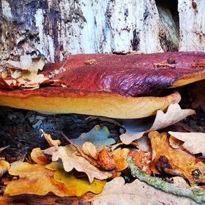 Beefsteak Polypore