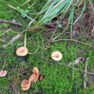 Tawny Funnel-cap