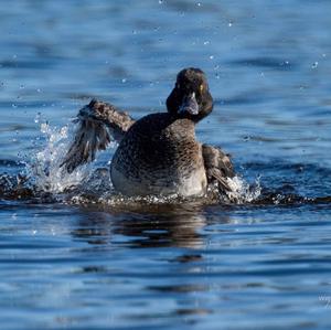 Tufted Duck