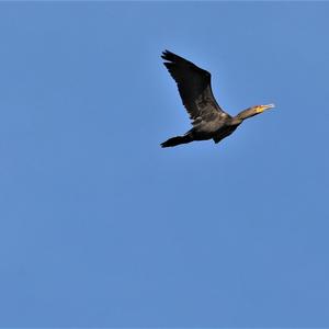 Great Cormorant