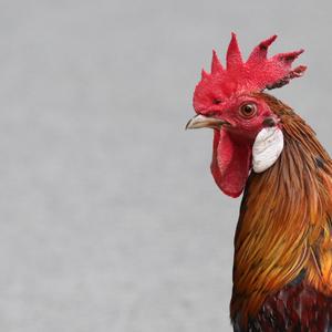 Red Junglefowl