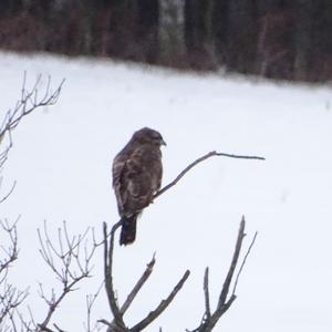 Mäusebussard