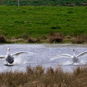 Mute Swan